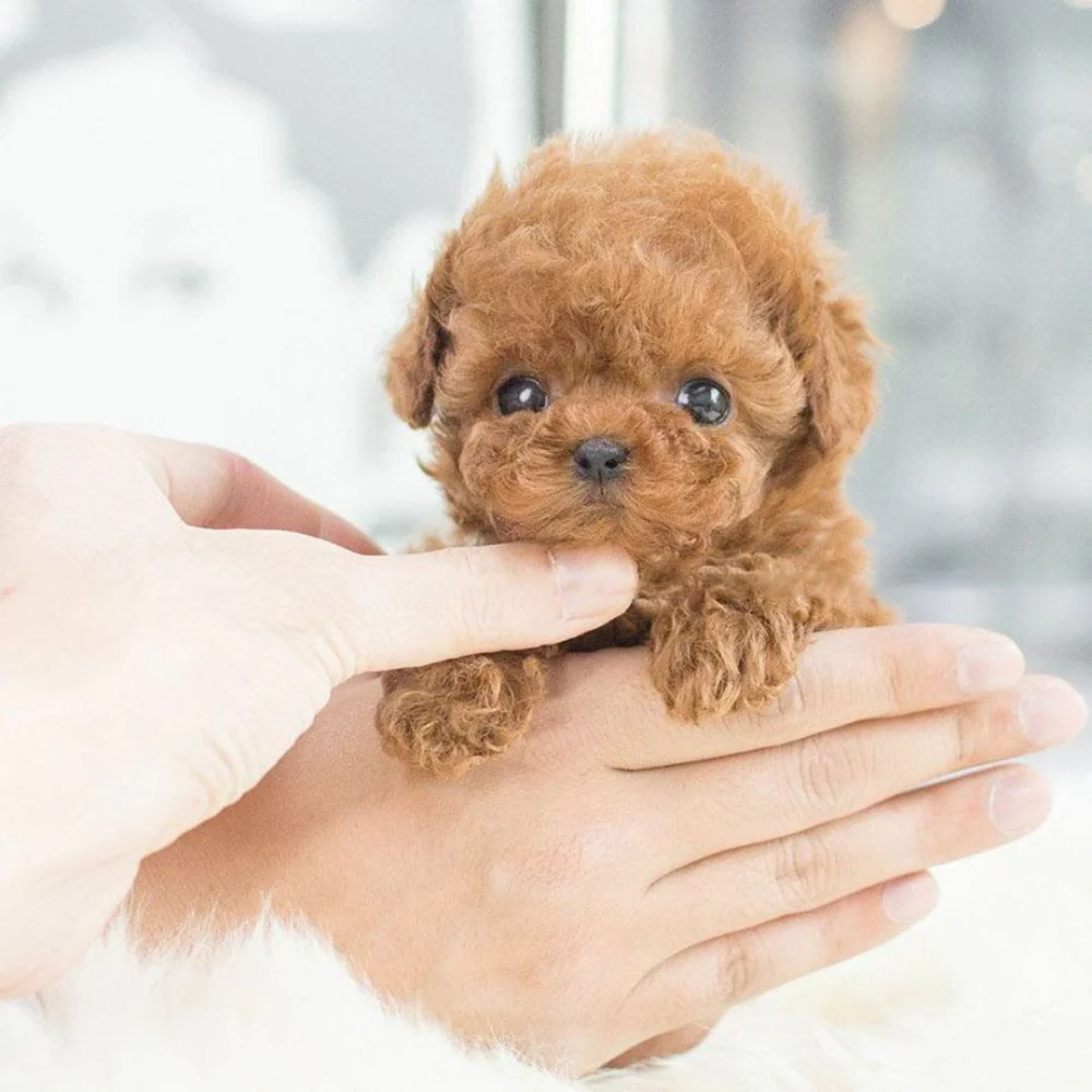 Puppy Toy Interactive Plush Lifelike Companion Walking Barking - Image 7